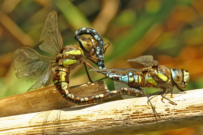 Migrant Hawker, Hst yenstikker, Aeshna mixta