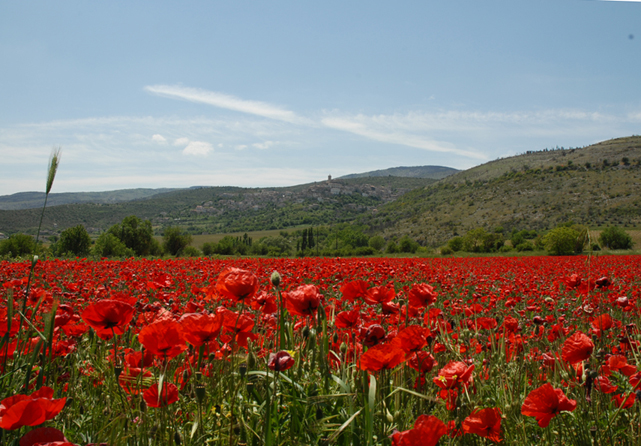 Capestrano, may 2008