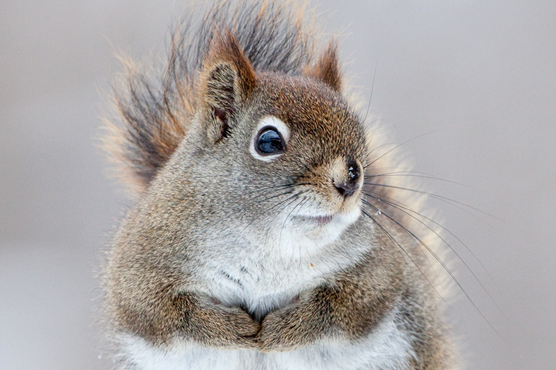 Red Squirrel