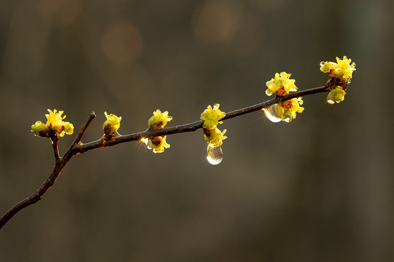 Water Drops on Spicebush