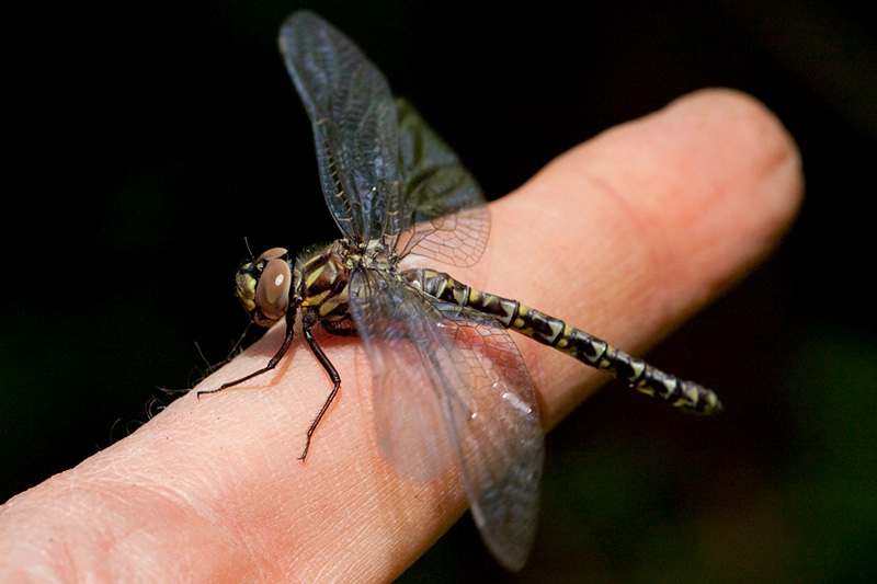 Harlequin Darner Dragonfly