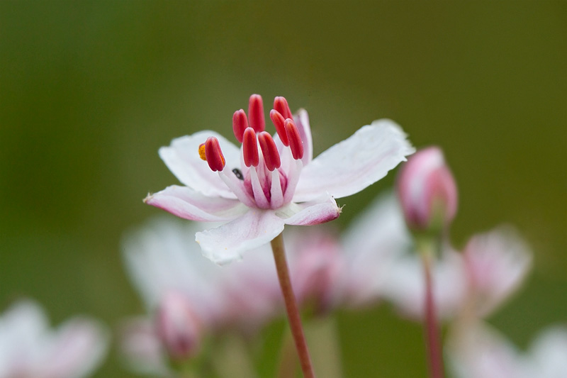 Flowering Rush