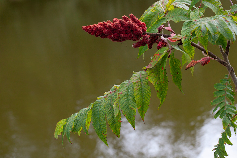 Sumac