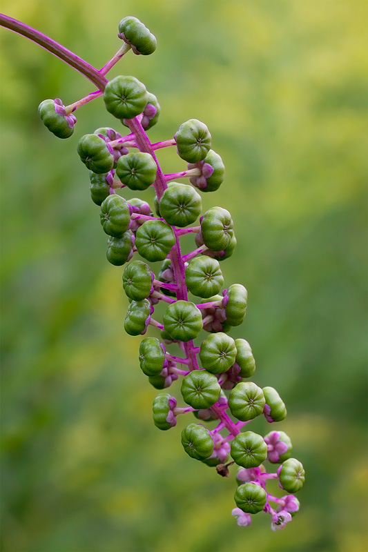 Pokeweed