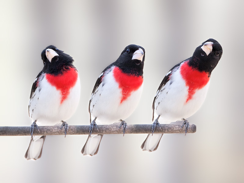 Rose-breasted Grosbeak Trio