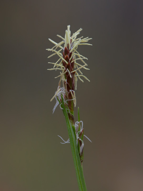 Pennsylvania Sedge