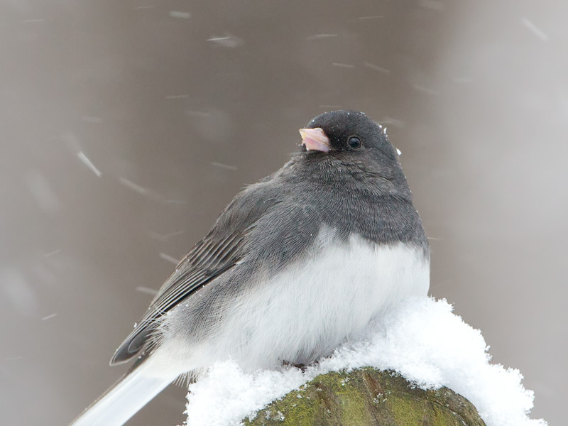 Junco