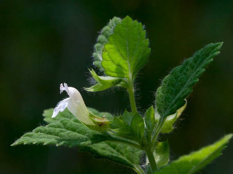 Lemon Balm