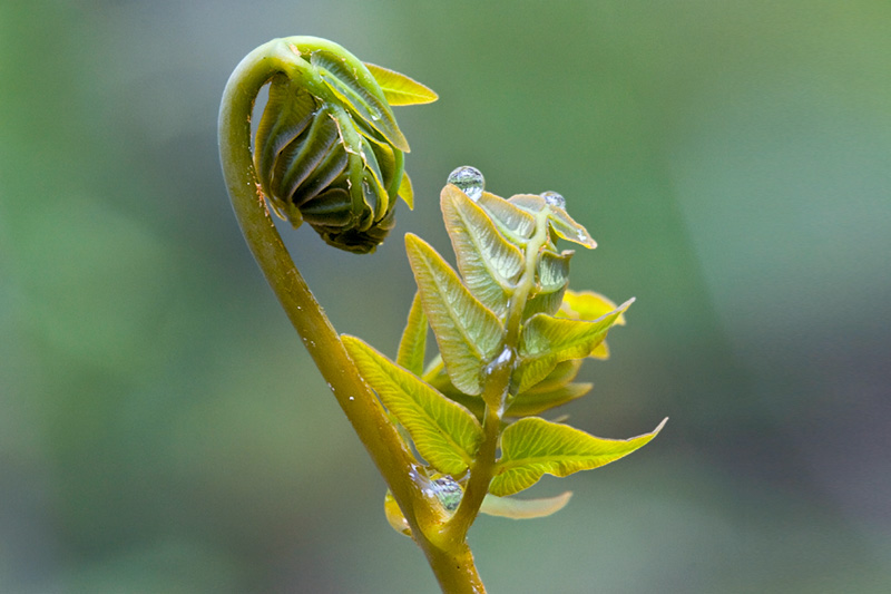 Royal Fern Unfolding