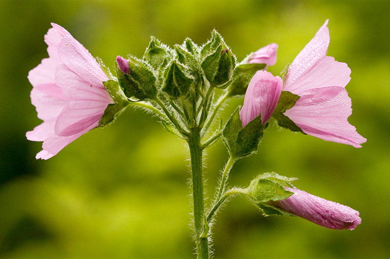 Musk Mallow