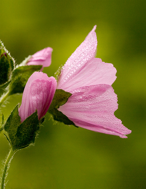 Musk Mallow