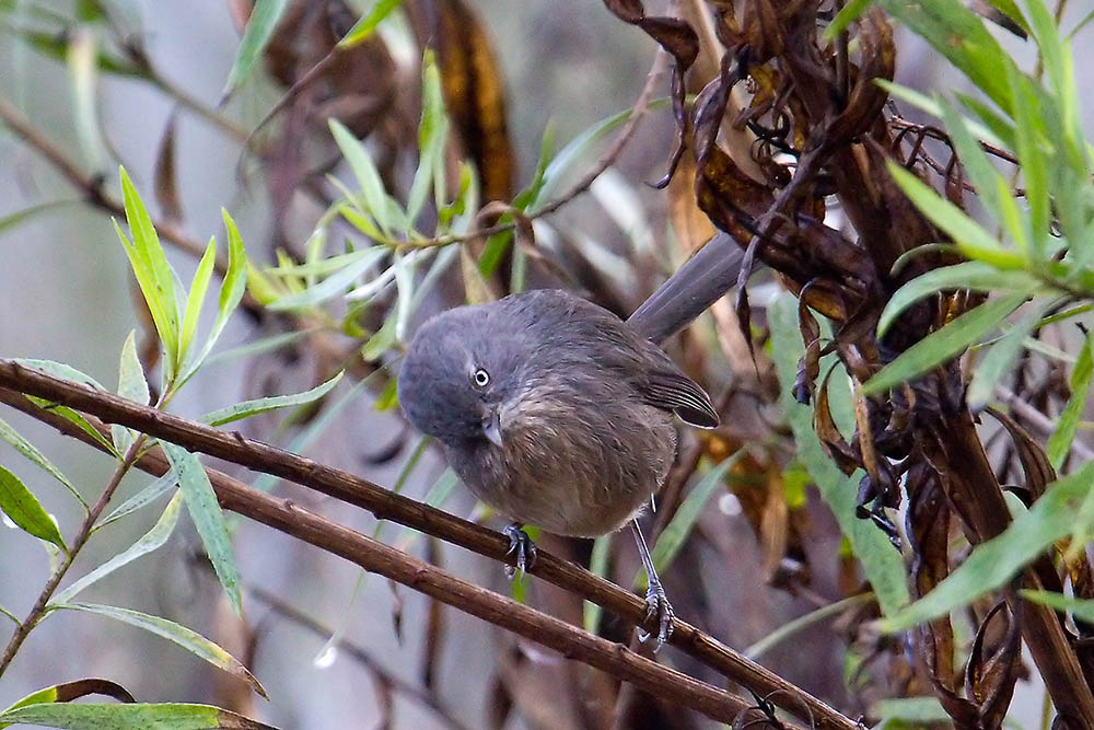 Wrentit