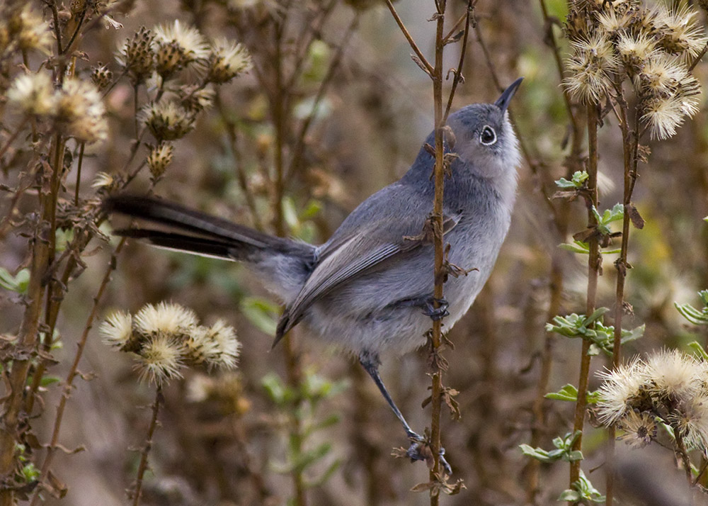 Blue-gray Gnatcatcher