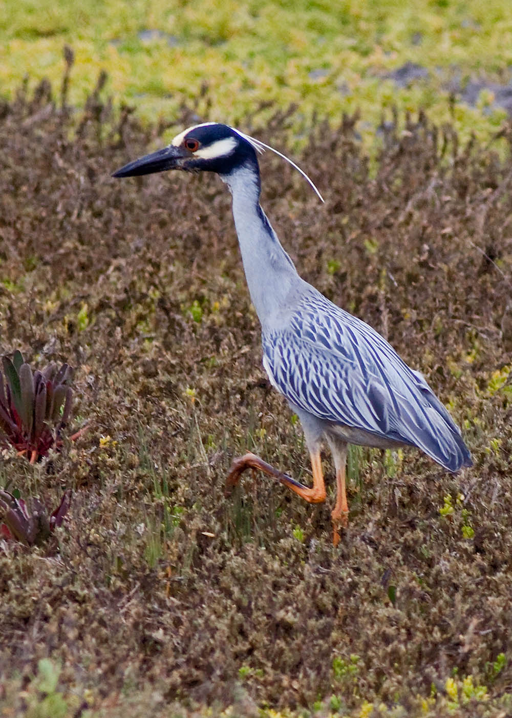 Yellow-crowned Night Heron