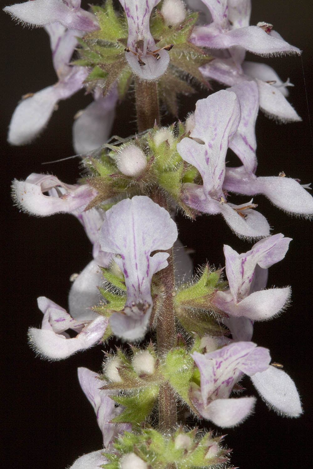 Hedge Nettle (<em>Stachys ajugoides rigida</em>)