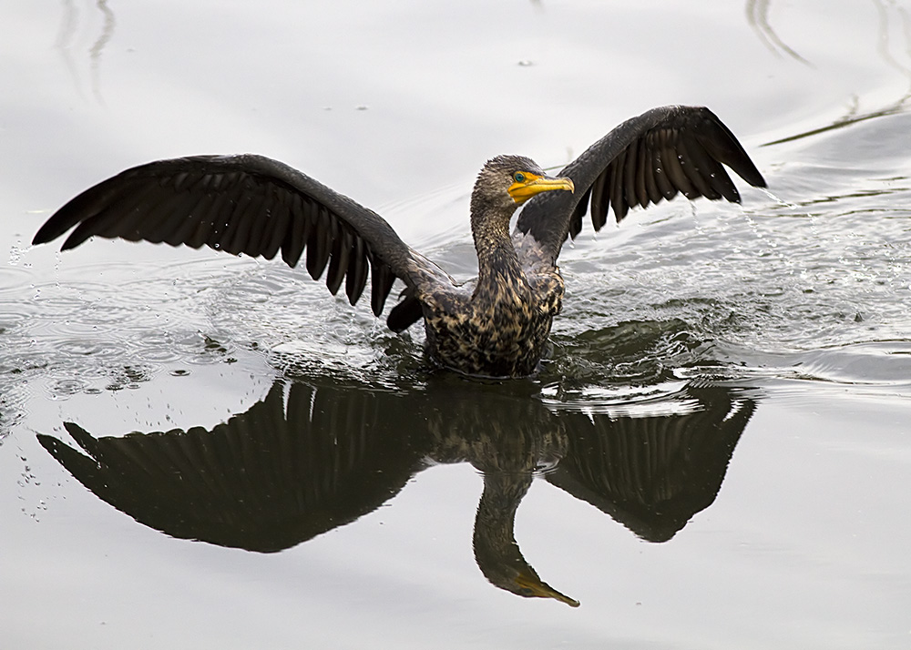 Double-crested Cormorant