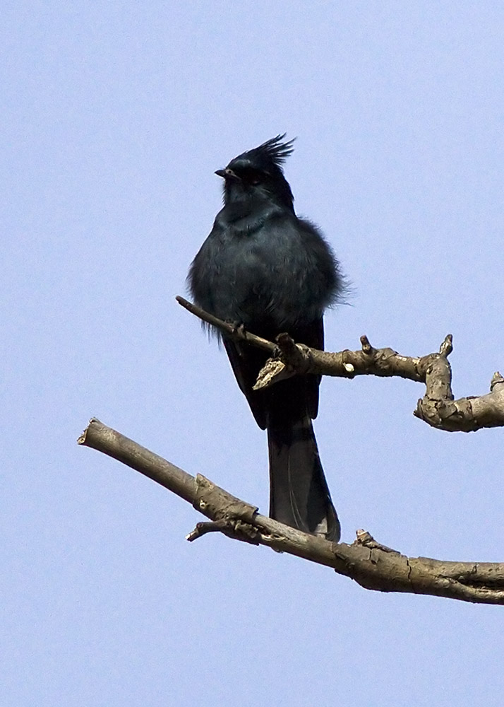 Phainopepla