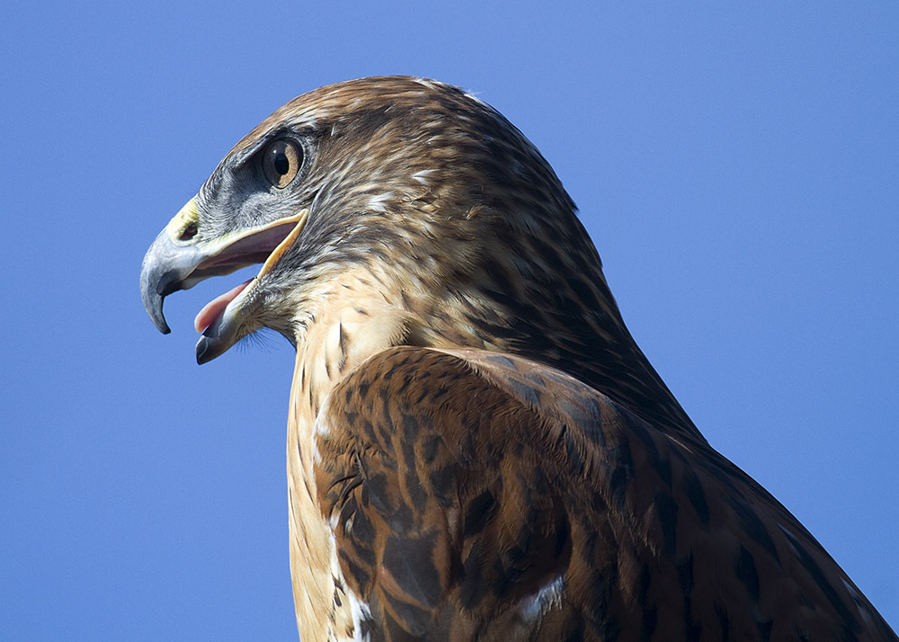 Ferruginous Hawk