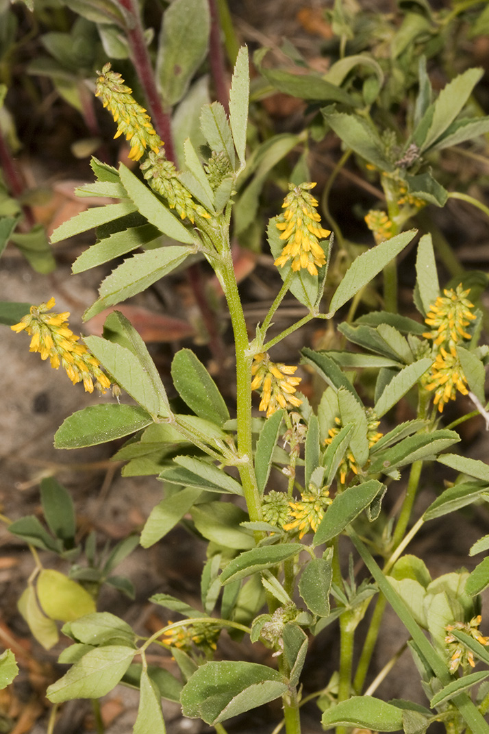 Yellow Sweetclover (<em>Melilotus officinalis</em>)