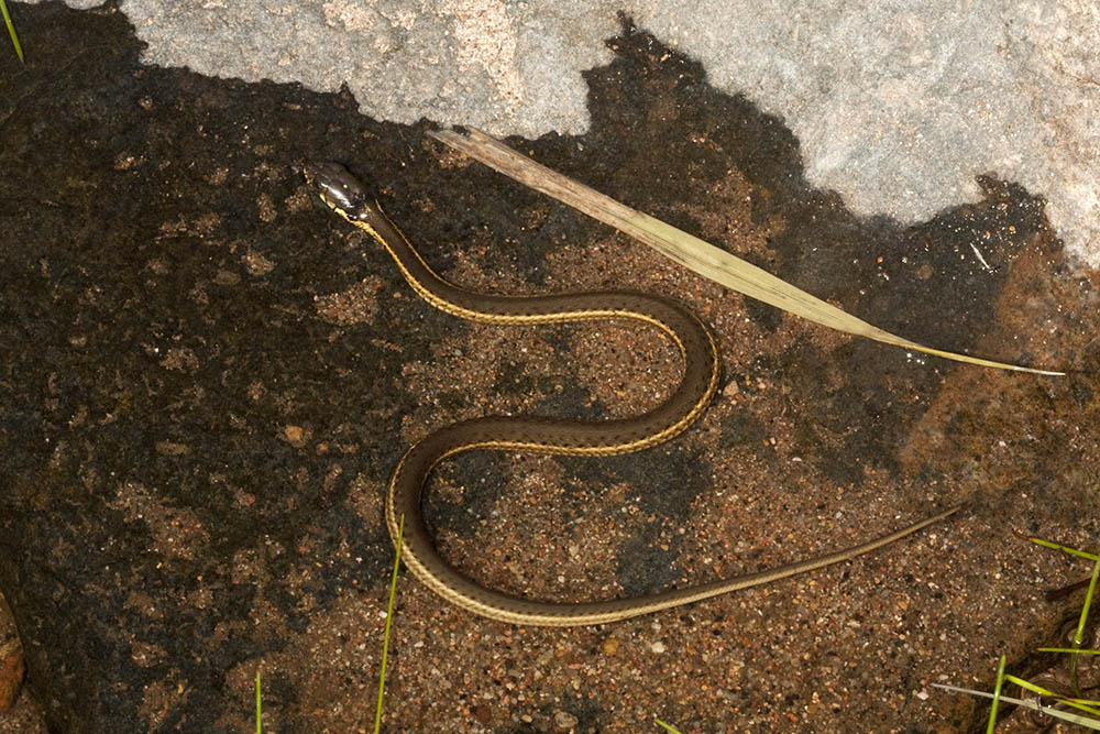 Western Garter Snake (<em>Thamnophis elegans</em>)