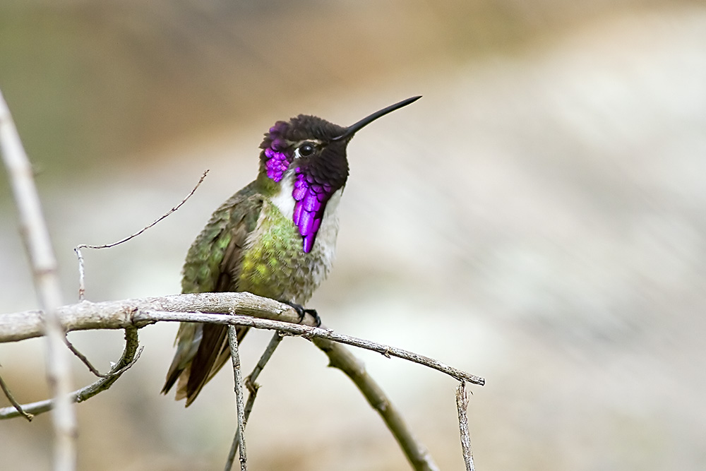 Costas Hummingbird