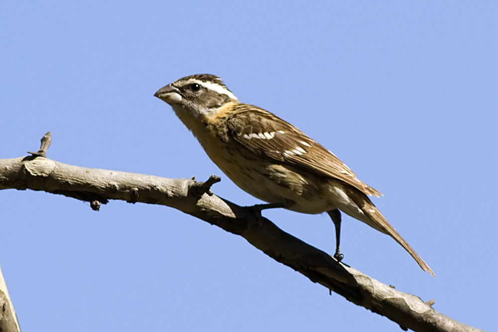 Black-headed Grosbeak