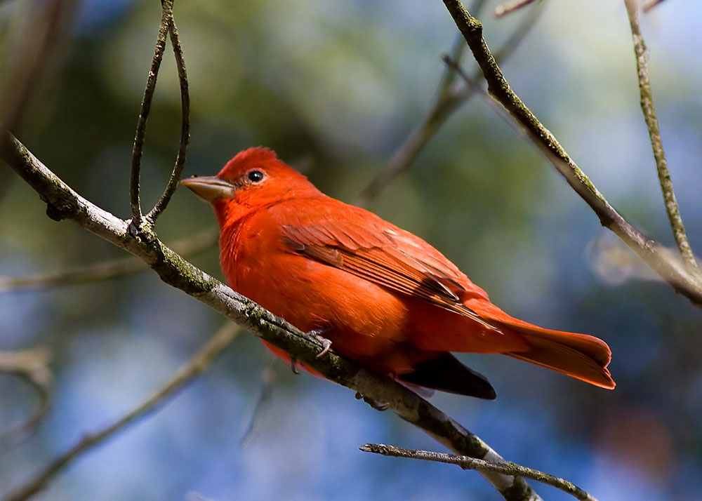 Summer Tanager