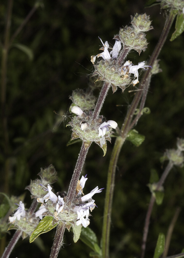 Black Sage (<em>Salvia mellifera</em>)