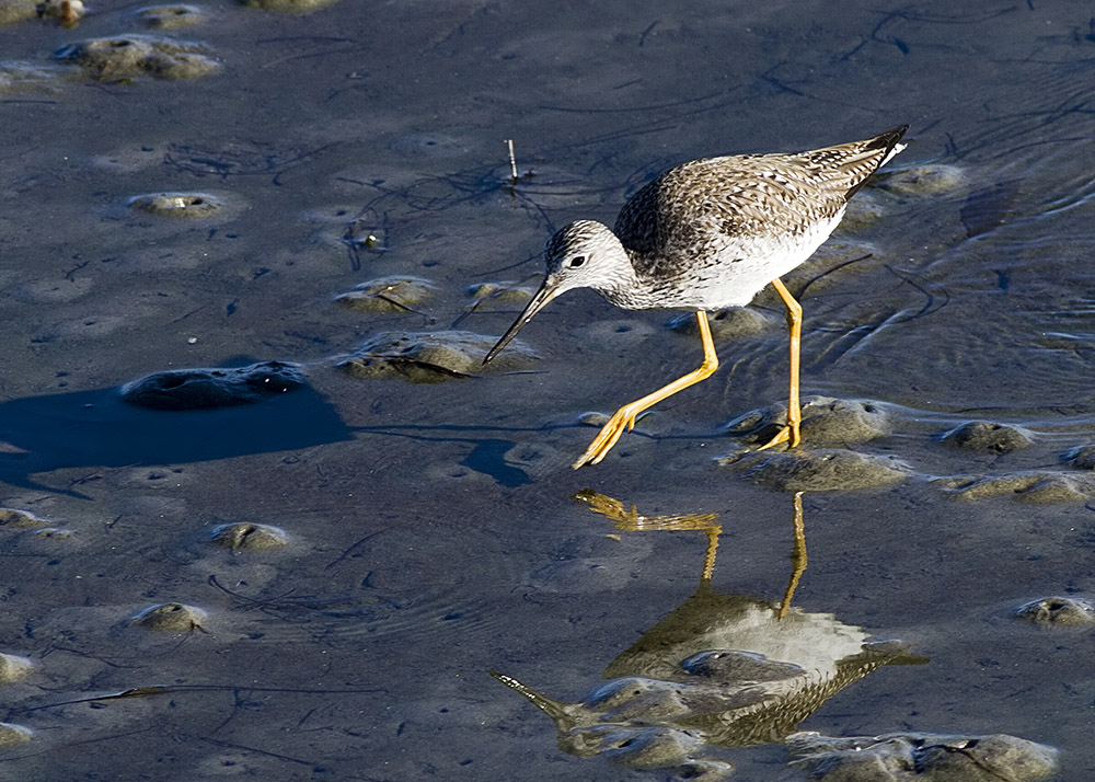 Lesser Yellowlegs