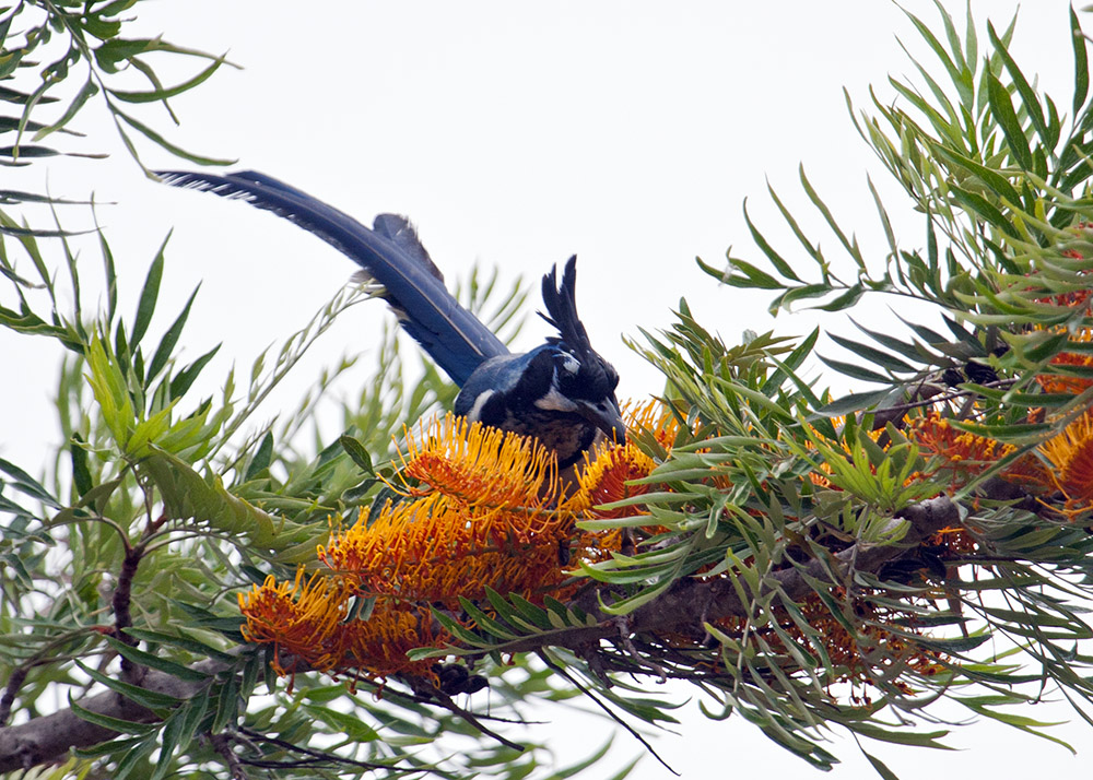 Black-Throated Magpie Jay