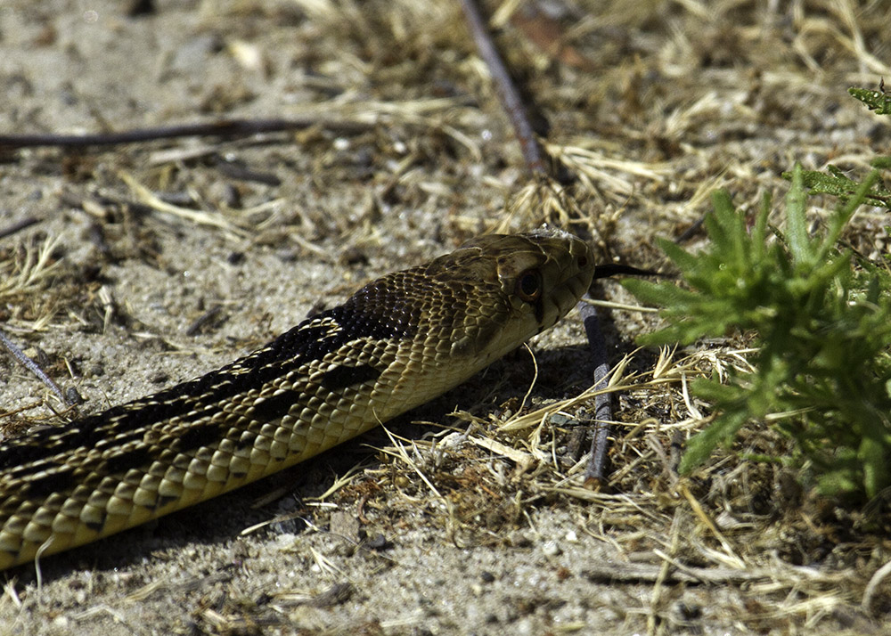 Gopher Snake