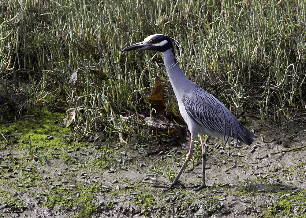 Yellow-crowned Night Heron