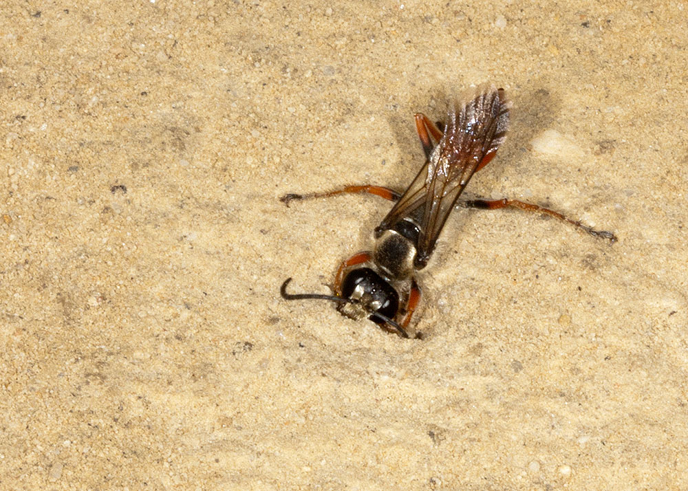 Predatory Sand Wasp (<em>Bembix</em> sps)