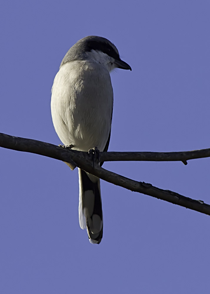 Loggerhead  Shrike