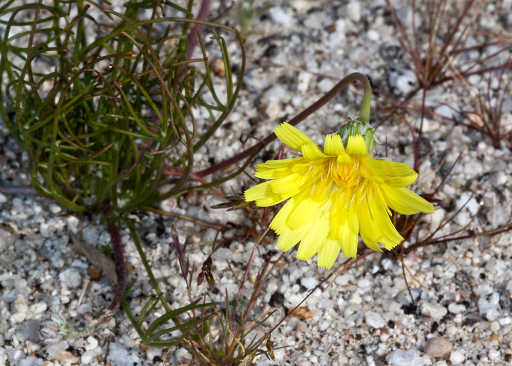 Yellow Tacstem (<em>Calycoseris parryi</em>)