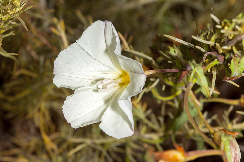 Morning Glory  (<em>Calystegia  macrostegia</em>)