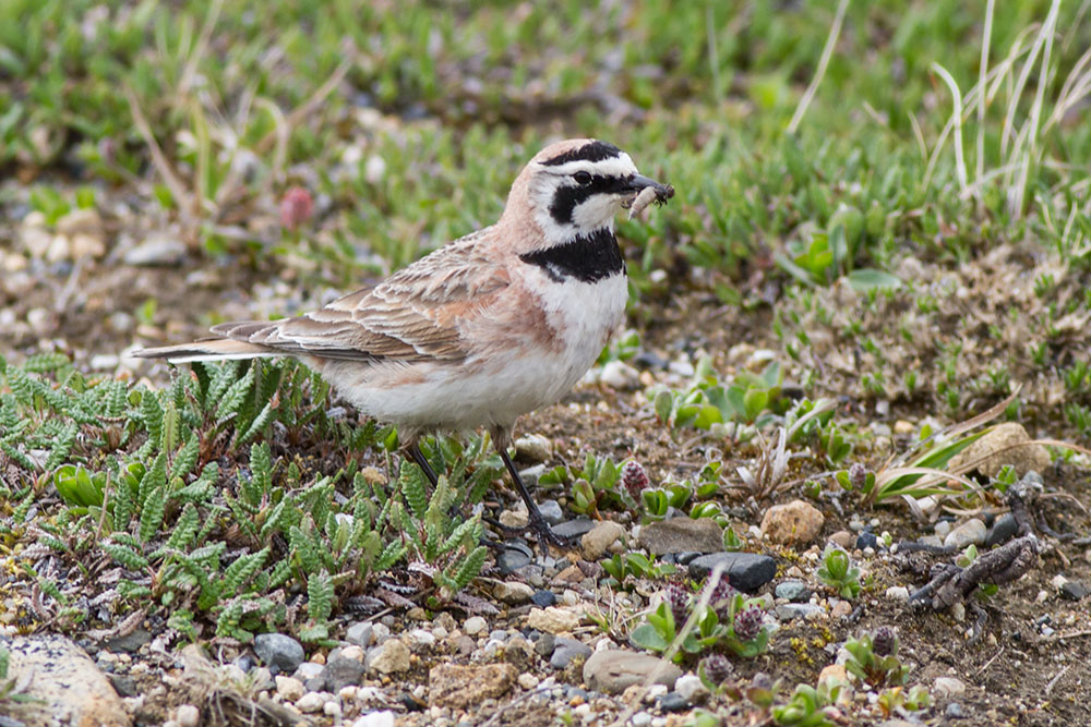 Horned Lark - Western Arctic