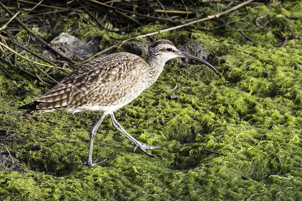 Whimbrel