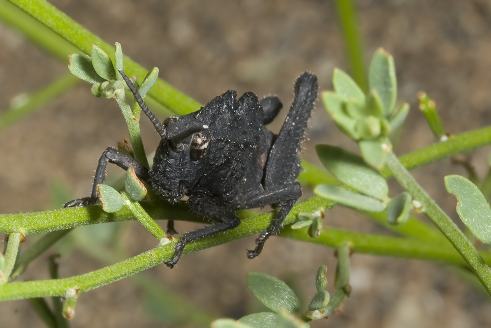 Dragon Lubber Grasshopper  (Dracotettix monstrosus)