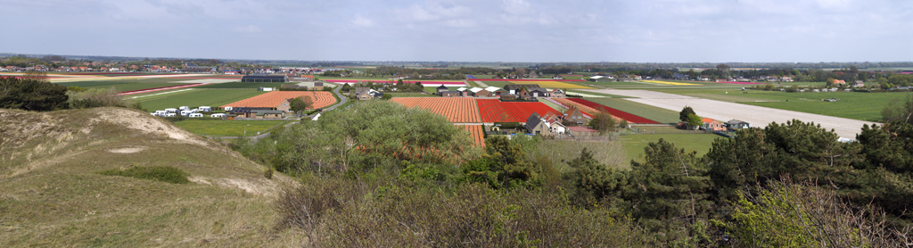 Bulb fields