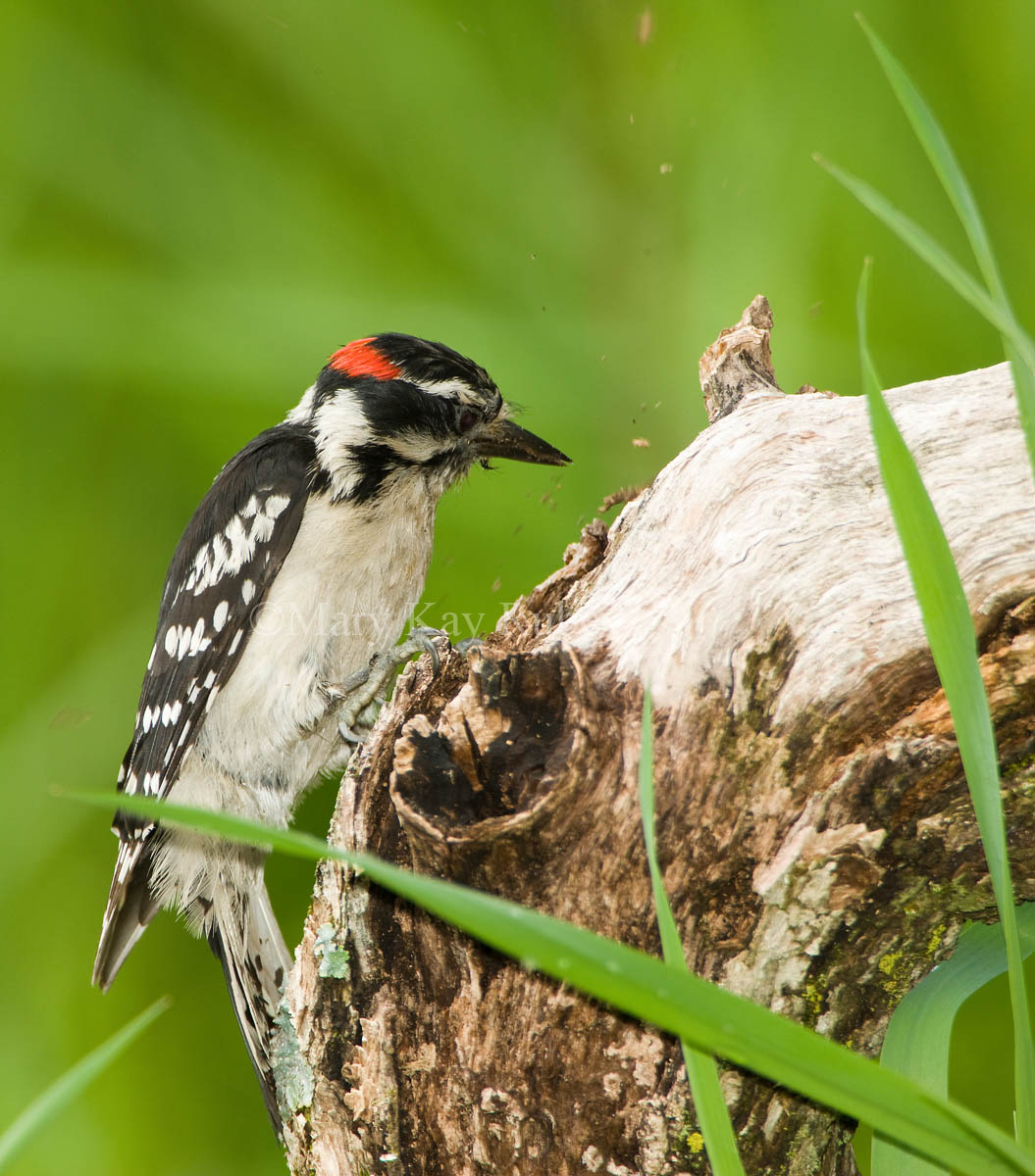 Hairy Woodpecker _I9I9963.jpg