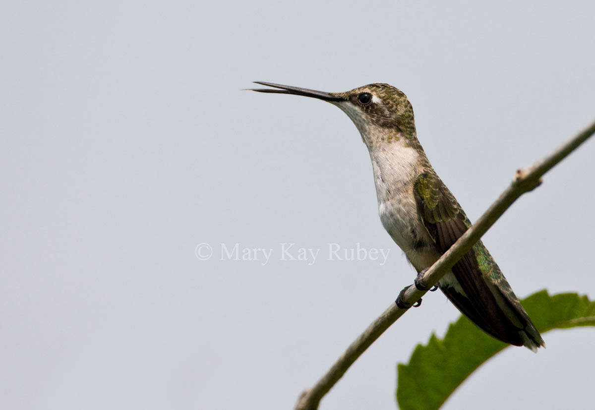 Ruby-throated Hummingbird _11R0774.jpg