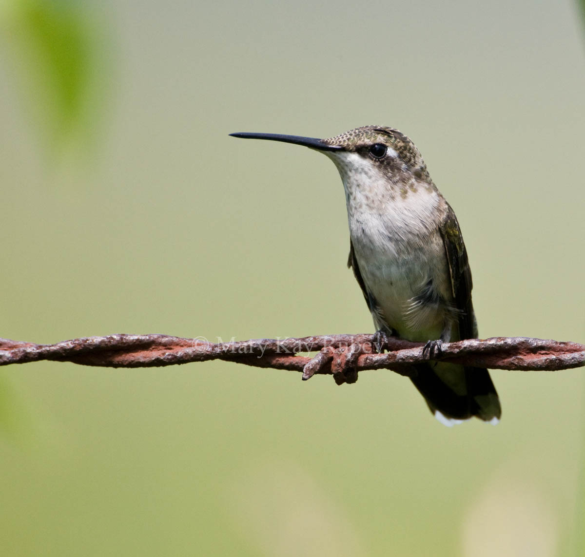 Ruby-throated Hummingbird _11R0797.jpg