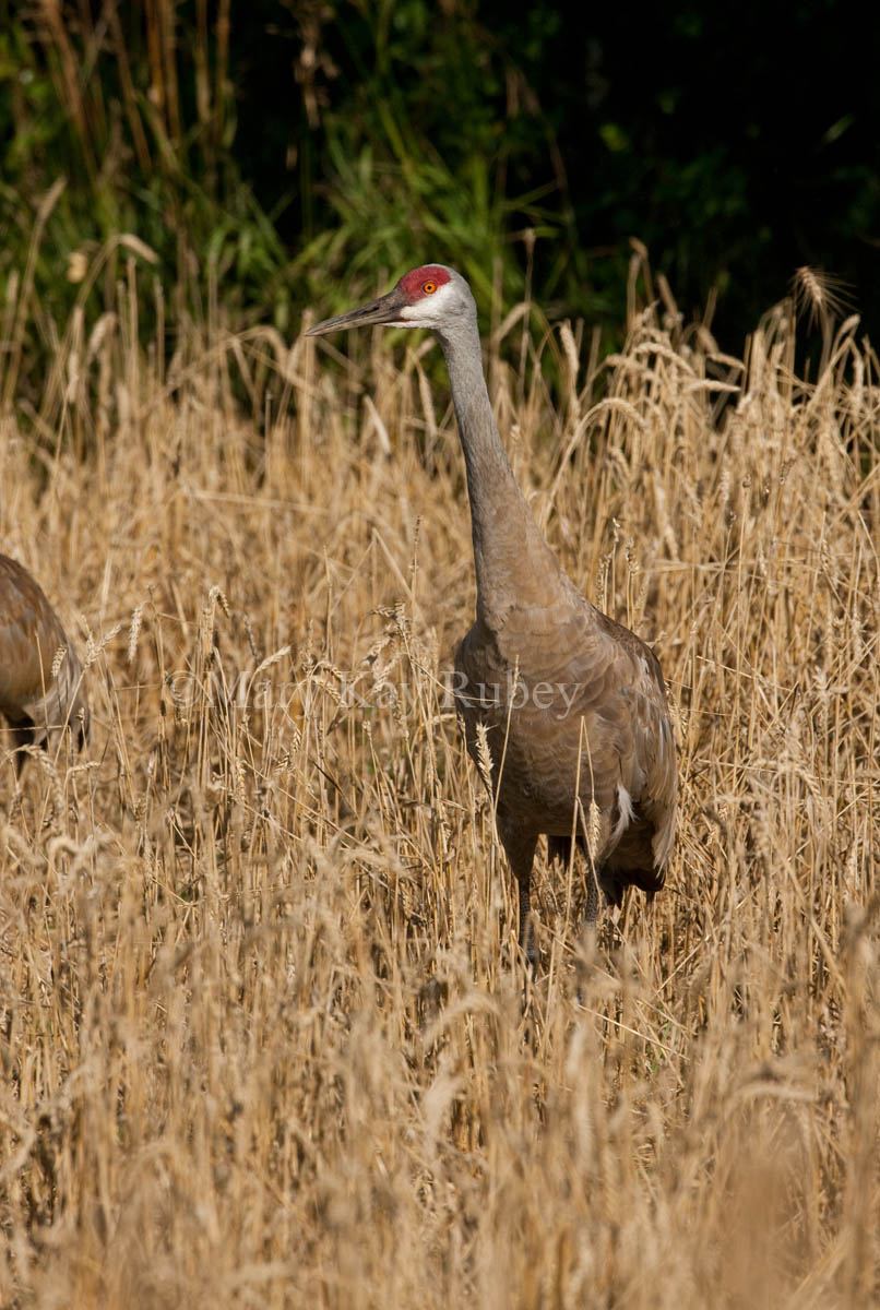 Sandhill Crane _I9I7931.jpg