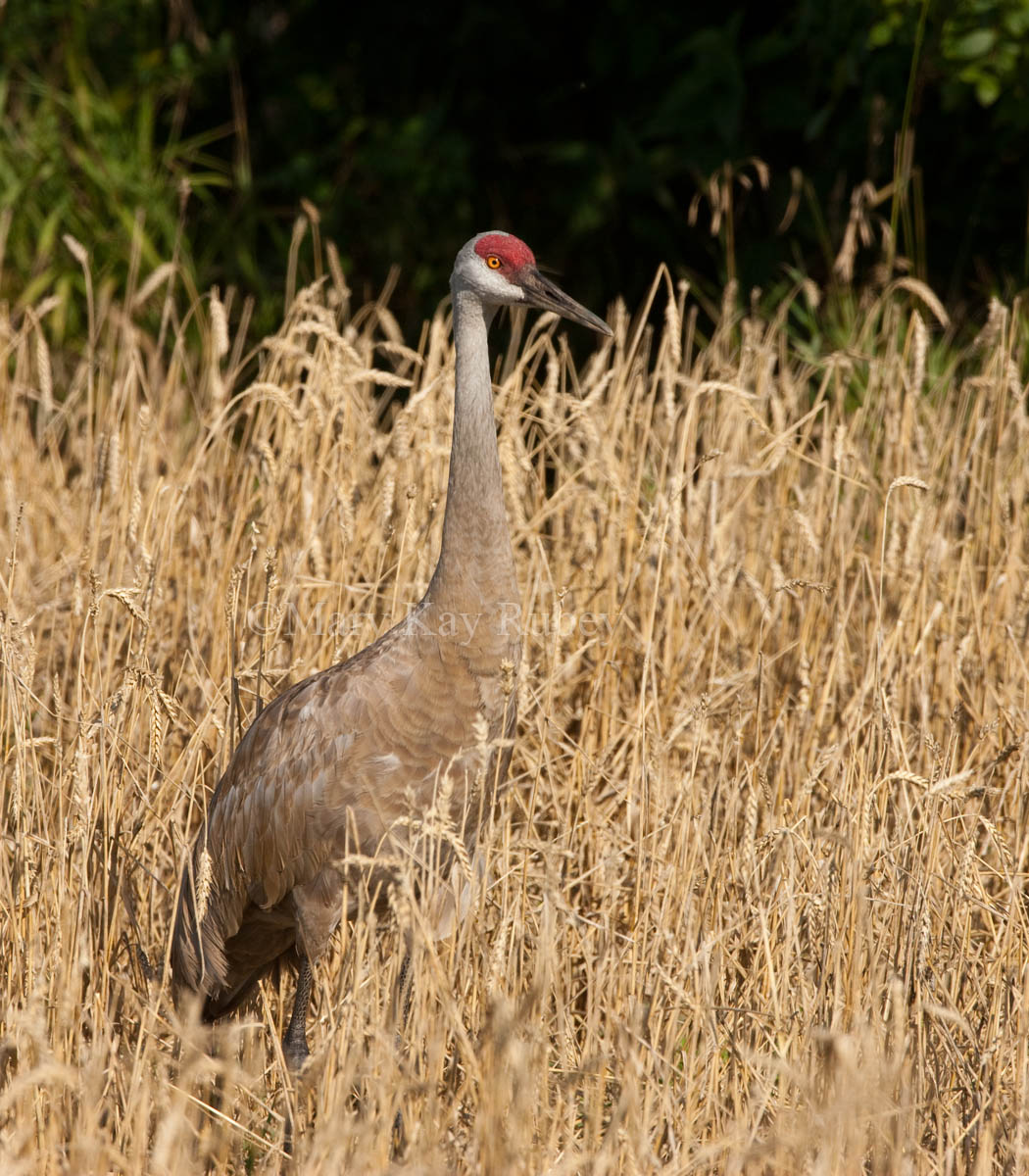 Sandhill Crane _I9I7961.jpg