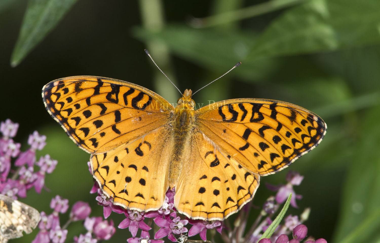 Aphrodite Fritillary _MG_5984.jpg