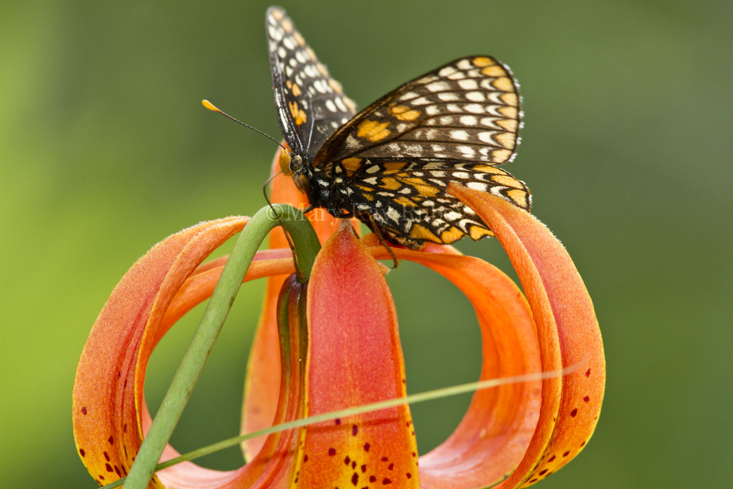 Baltimore Checkerspot _MG_2899.jpg