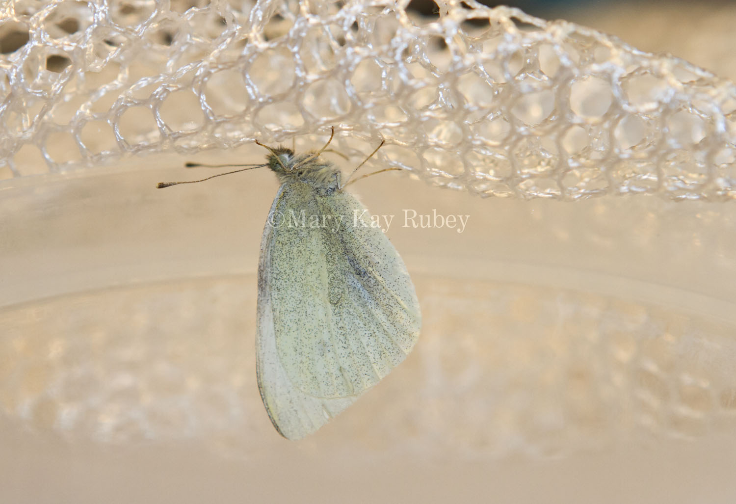 Cabbage White _MG_7898.jpg