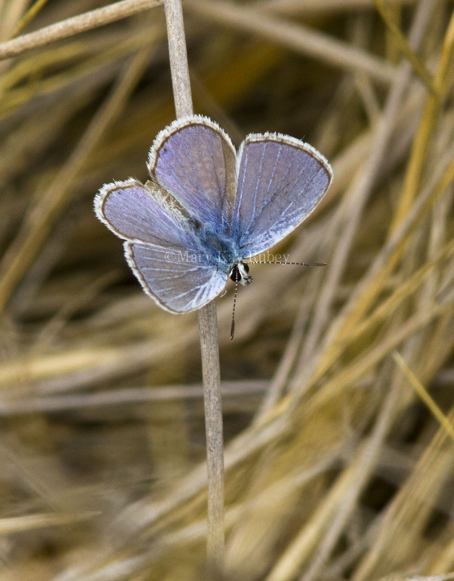 Ceraunus Blue male _MG_0747.jpg