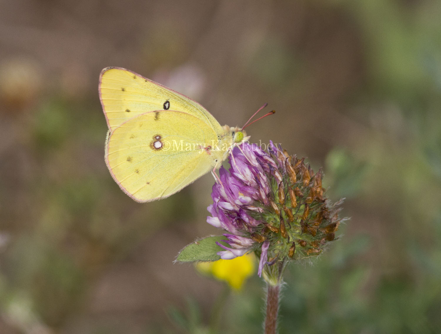 Clouded Sulphur _MG_2879.jpg